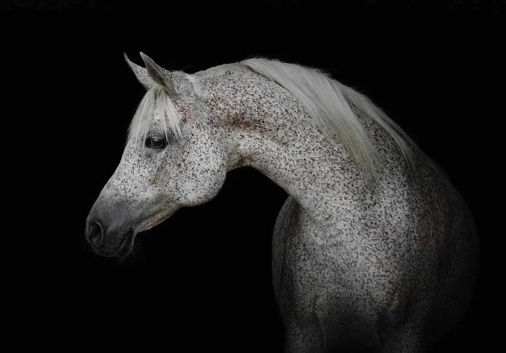Fototapet - Calul alb (152,5x104 cm)