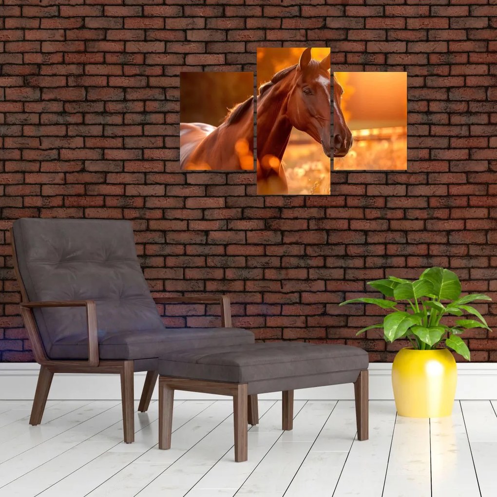 Tablou - Cal în apus de soare (90x60 cm)