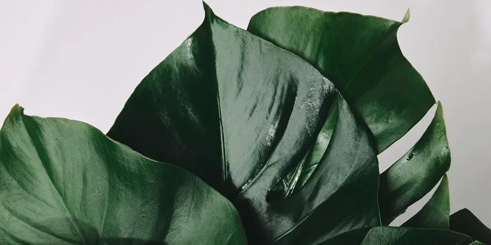 Tablou frunză de philodendron