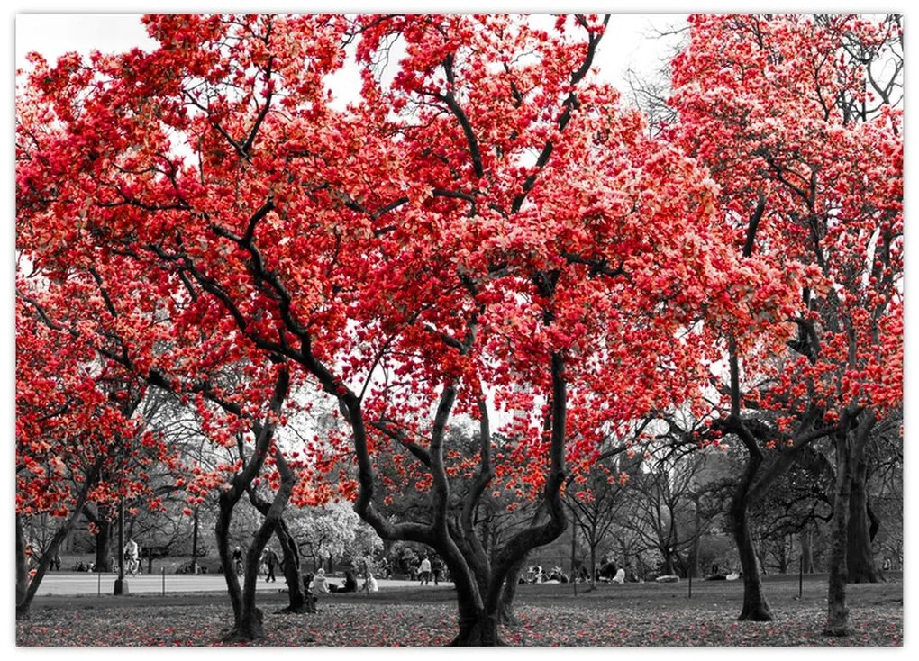 Tablou pe sticlă - Copacii roșii, Central Park, New York (70x50 cm)
