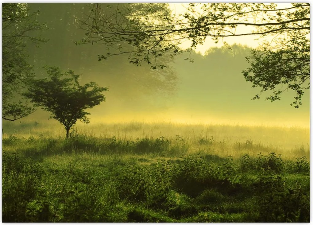 Tablou - Pădurea trezită (70x50 cm)