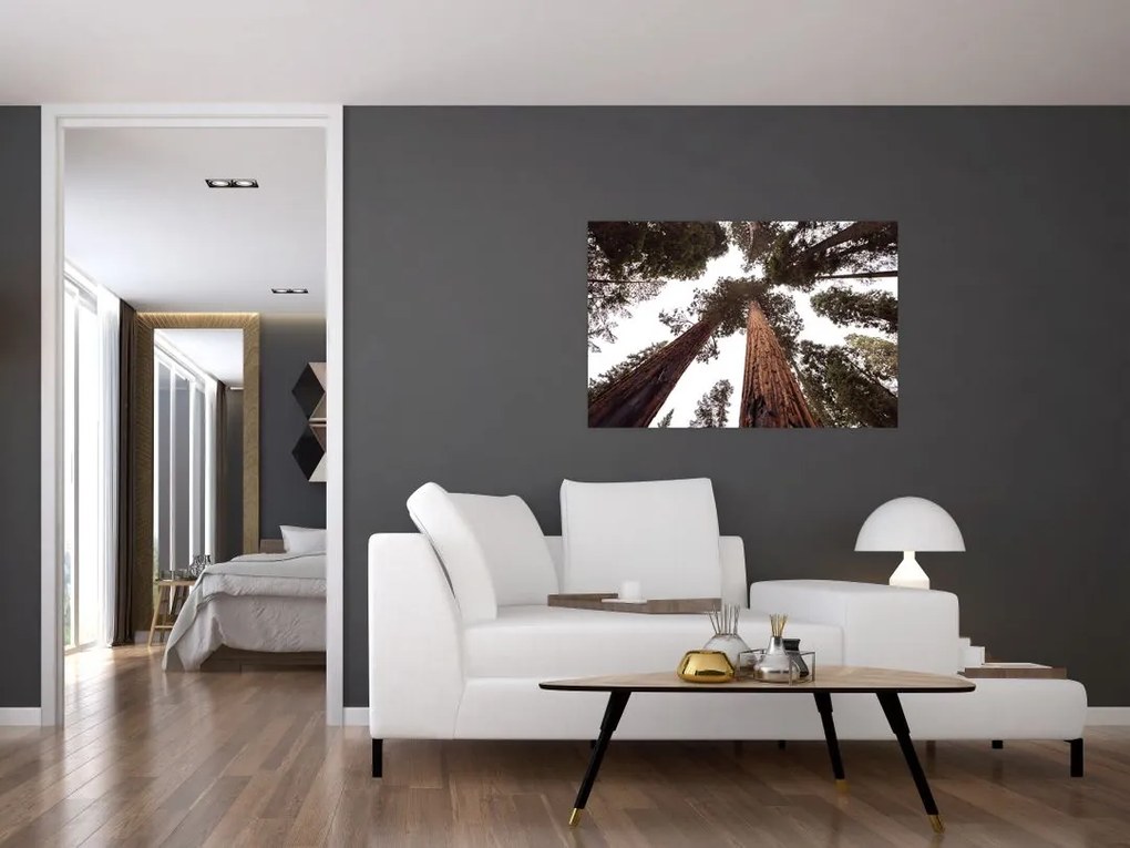 Tablou - Privire prin vârfurile copacilor (90x60 cm)