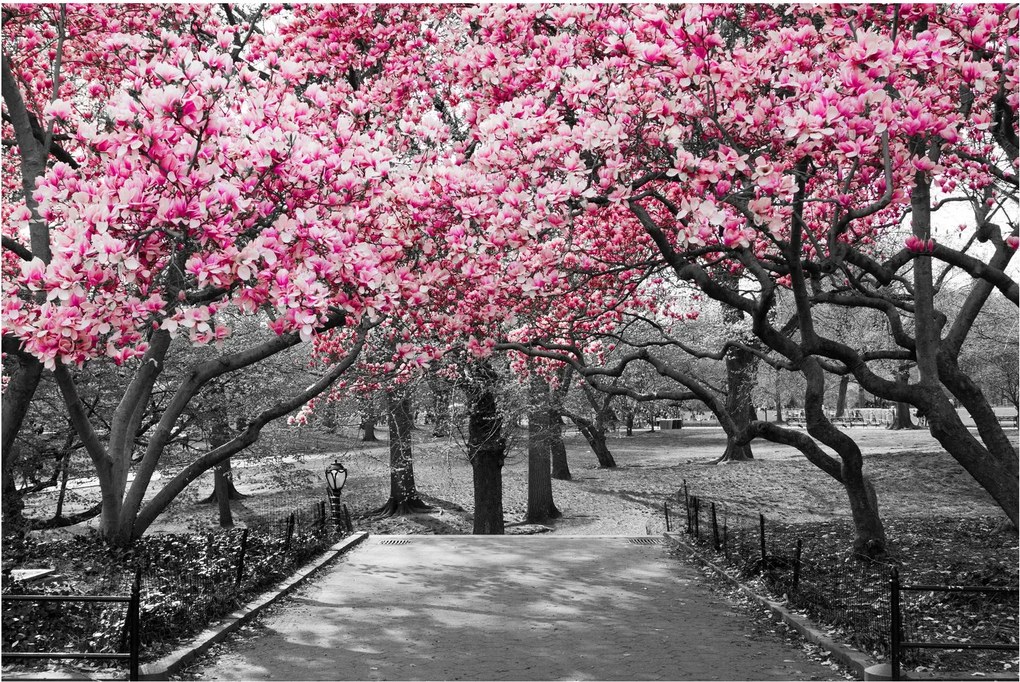 Tablou copacului magnolie (90x60 cm)