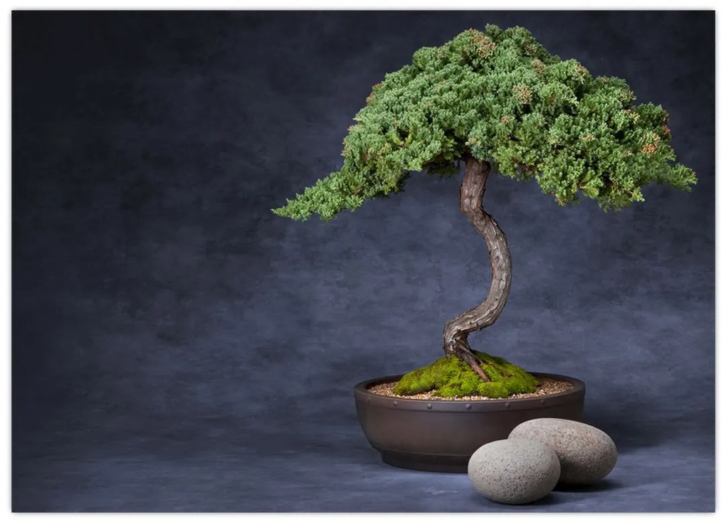 Tablou pe sticlă - Bonsai (70x50 cm)