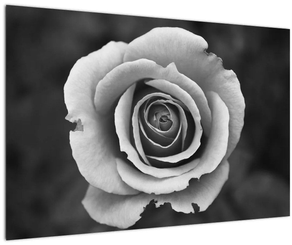 Tablou - Trandafir (90x60 cm)