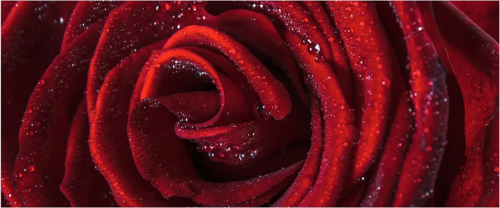 Tablou - Trandafir roșu cu picături de rouă (120x50 cm)