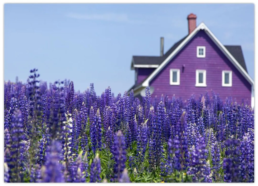 Tablou pe sticlă cu câmp de lavanda (70x50 cm)