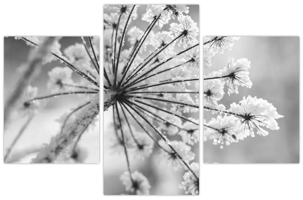 Tablou - Floare în timpul iernii (90x60 cm)
