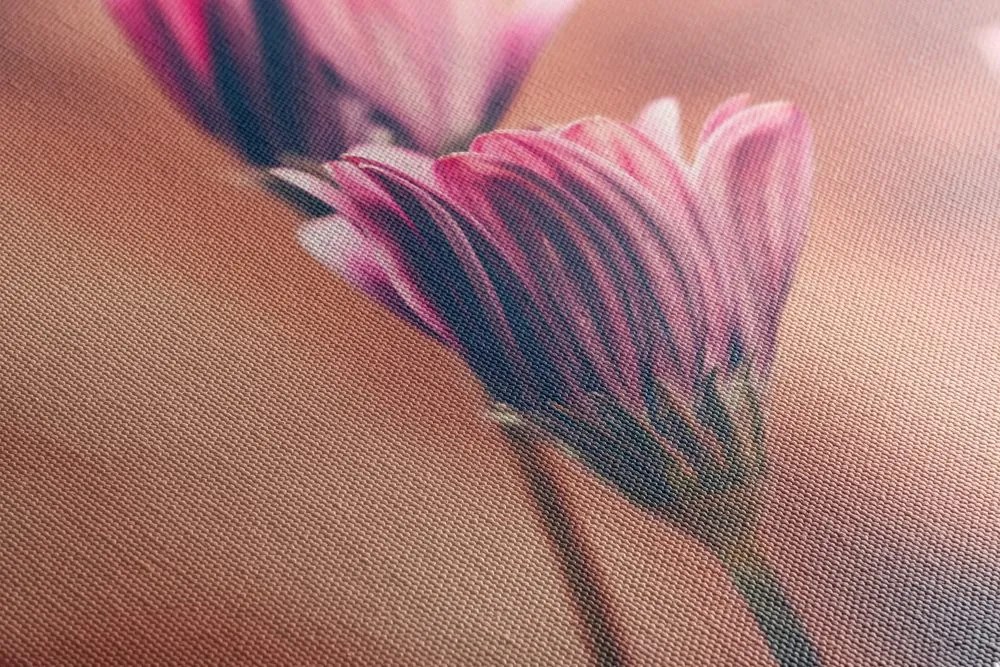 Tablou margarete roz delicate