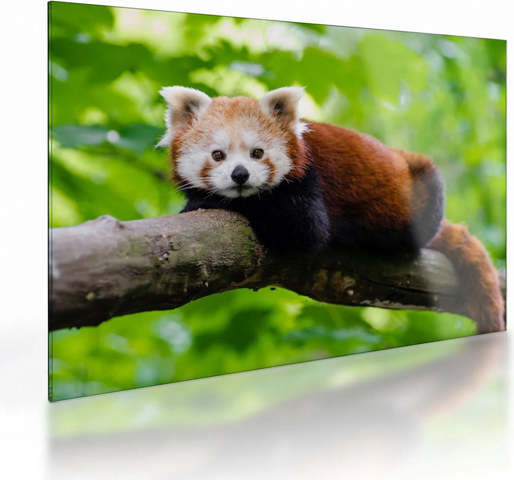 Tablou pe sticlă cu panda roșie (70x50 cm)