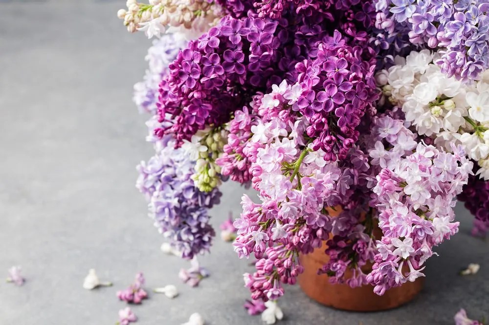 Fototapet liliac în ghiveci
