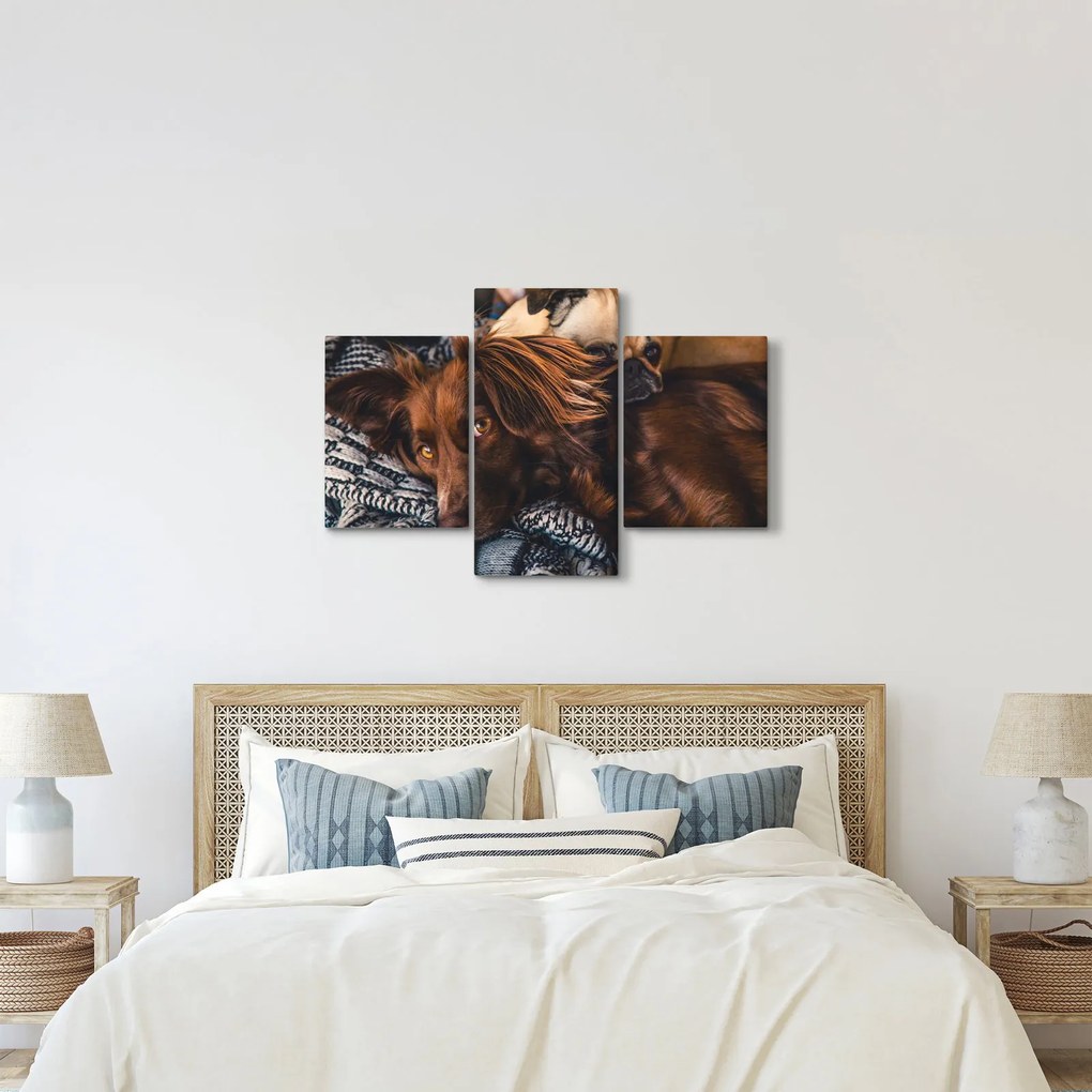 Tablou cu câini dormind (90x60 cm)
