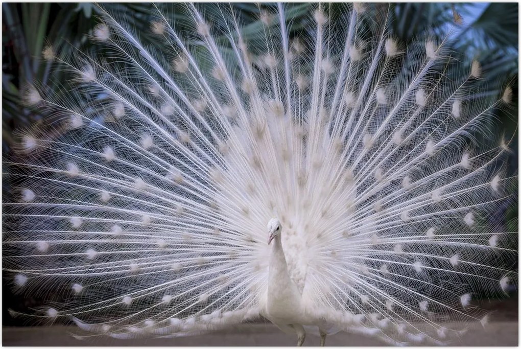 Tablou - Păun alb (90x60 cm)