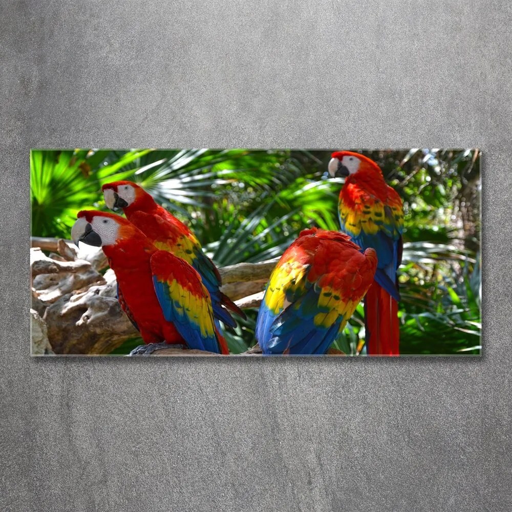 Tablou sticlă acrilică Papagali macaws