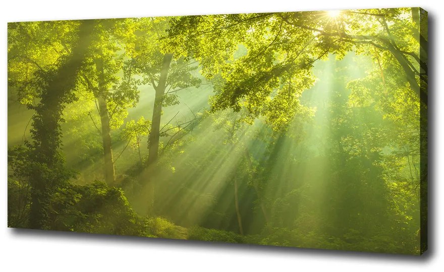Tablou pe pânză canvas Pădurea în soare