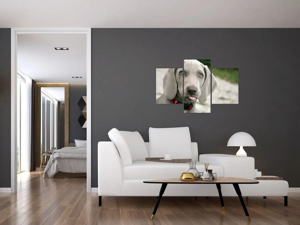 Tablou - cățeluș weimaraner (90x60 cm)