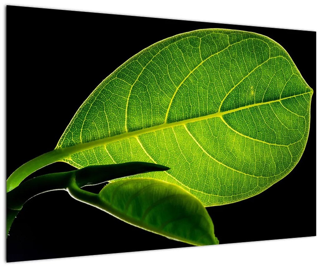 Tablou - frunză verde (90x60 cm)
