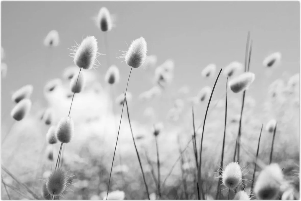 Tablou - Boho iepuraș coadă de iarbă (90x60 cm)
