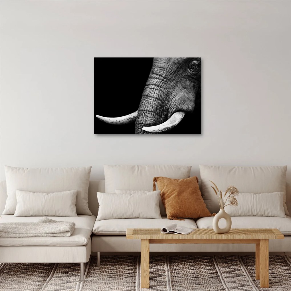 Tablou - Colți de elefant (70x50 cm)
