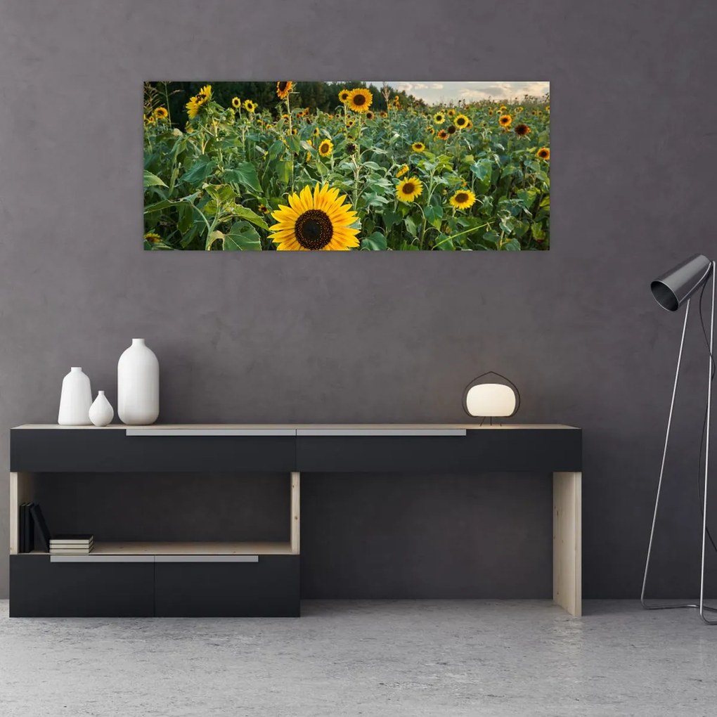 Tablou - Câmpul de floarea-soarelui II. (120x50 cm)