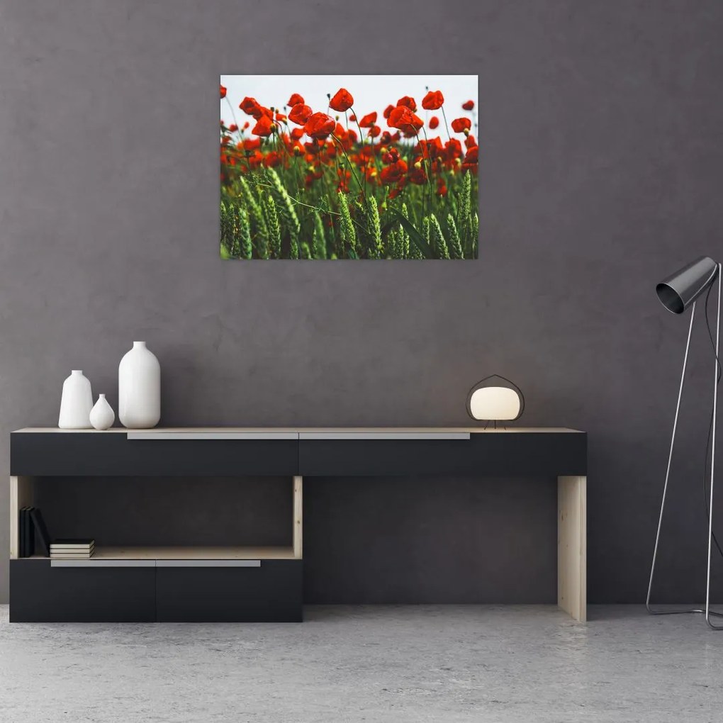 Tablou pe sticlă - Maci în vânt (70x50 cm)