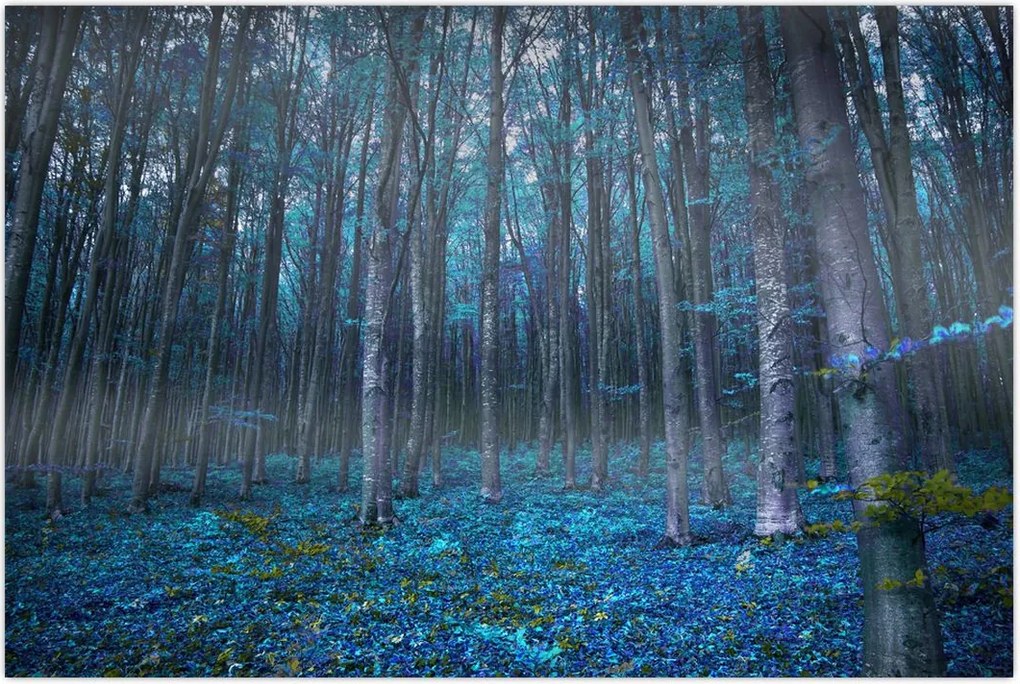 Tablou - Pădurea magică (90x60 cm)