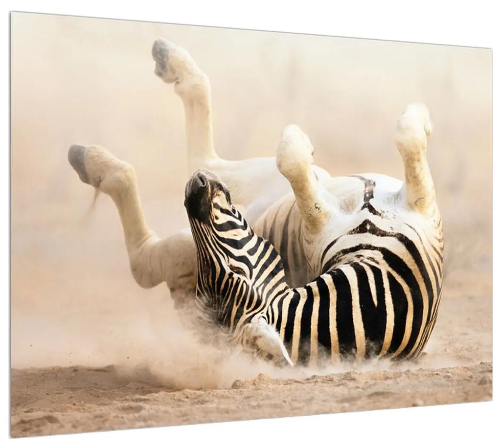 Tablou cu zebră culcată (70x50 cm), în 40 de alte dimensiuni noi