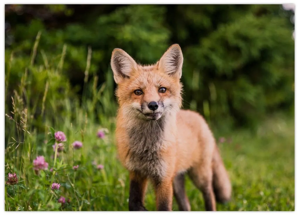 Tablou cu vulpe (70x50 cm)