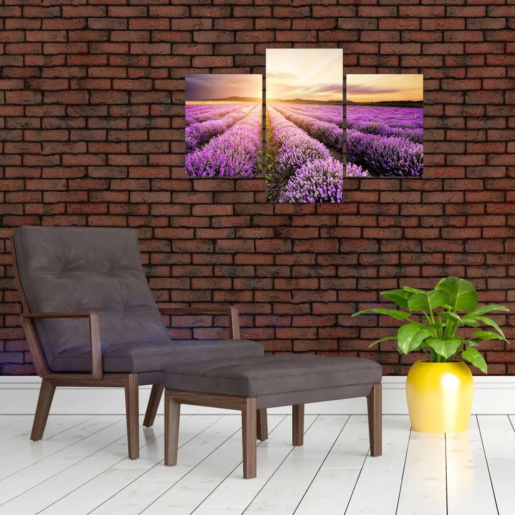 Tablou - Răsărit de soare în câmp de lavandă (90x60 cm)