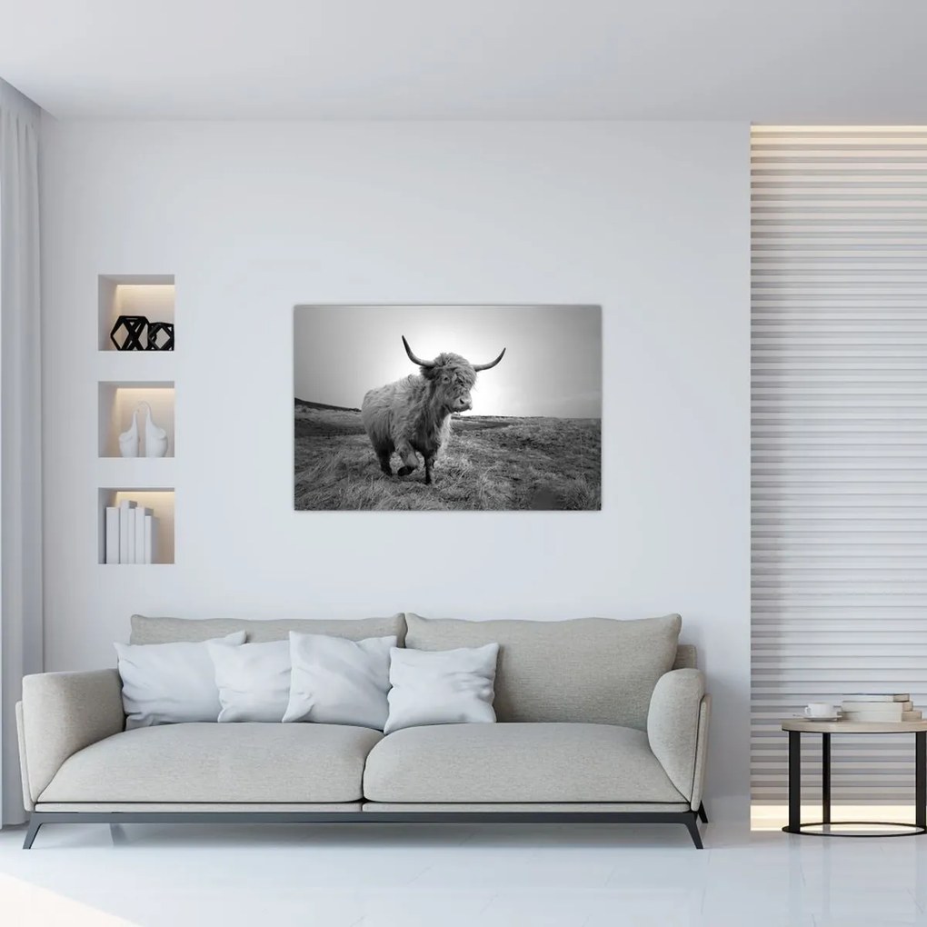Tablou - Vacă scoțiană,alb-negru (90x60 cm)