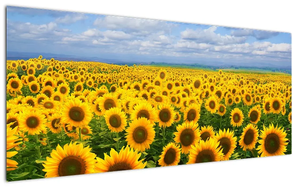 Tablou cu lan de floarea soarelui (120x50 cm)