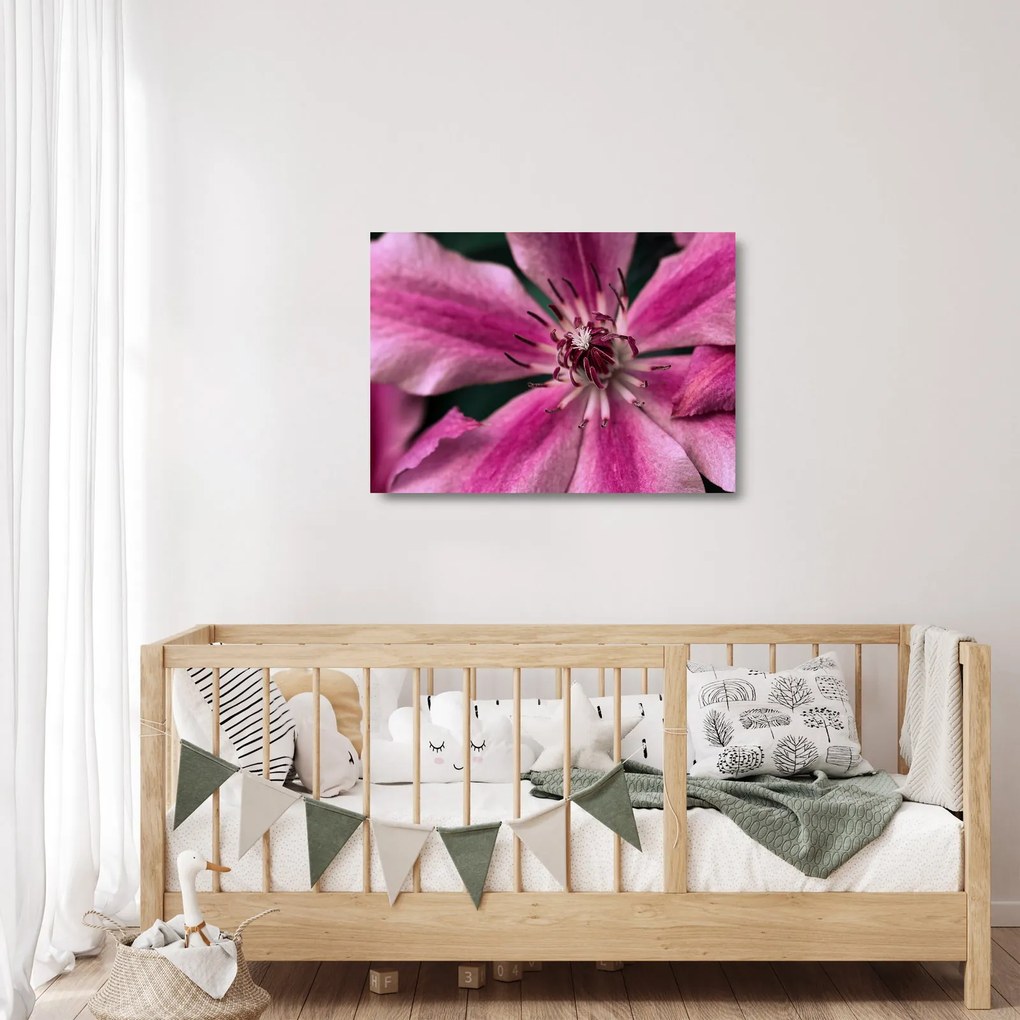 Tablou pe sticlă cu floarea roz de clematis (70x50 cm)
