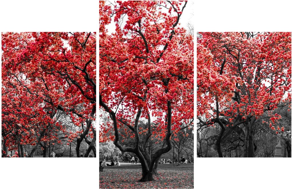 Tablou - Copacii roșii, Central Park, New York (90x60 cm)
