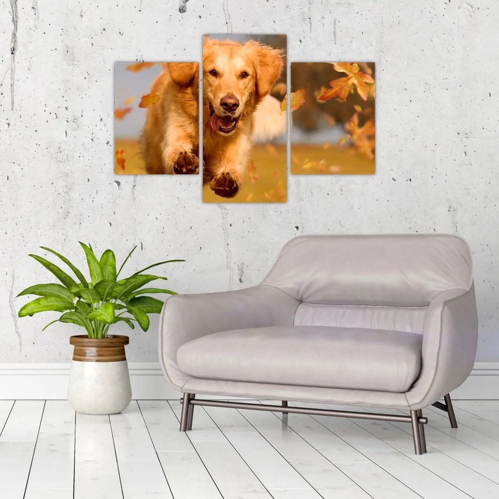 Tablou - Golden Retriever (90x60 cm)