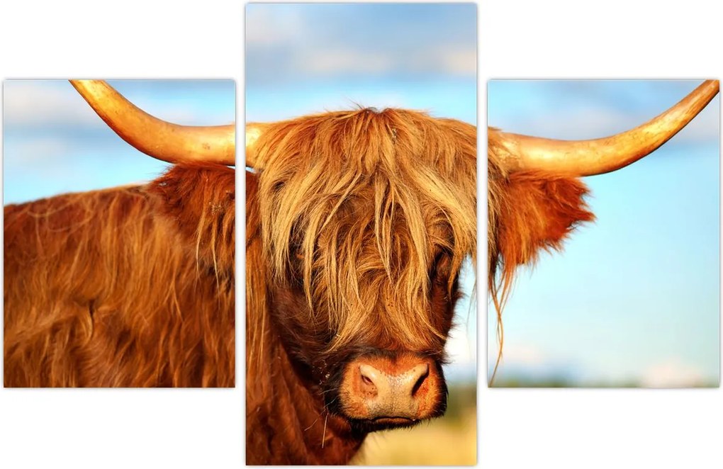 Tablou - Vacă scoțiană (90x60 cm)