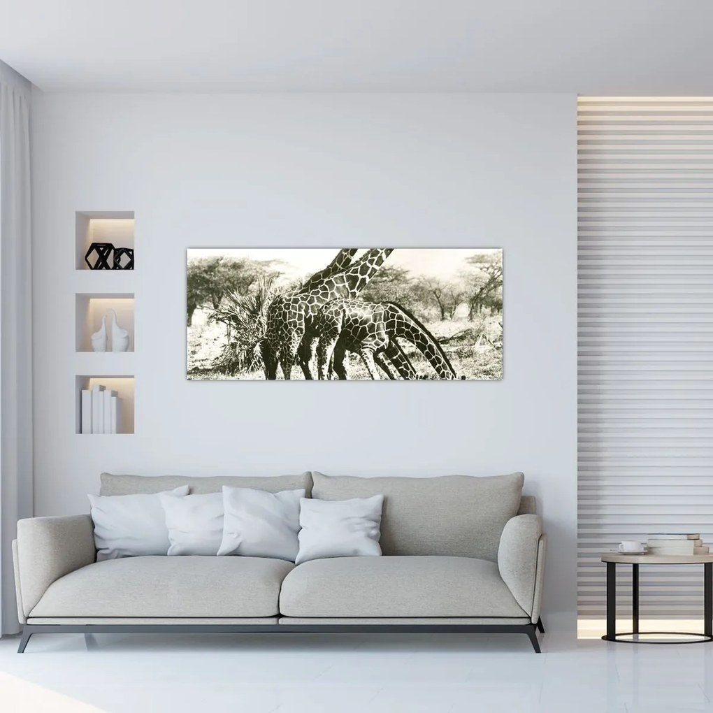 Tablou - Girafe, de epocă (120x50 cm)
