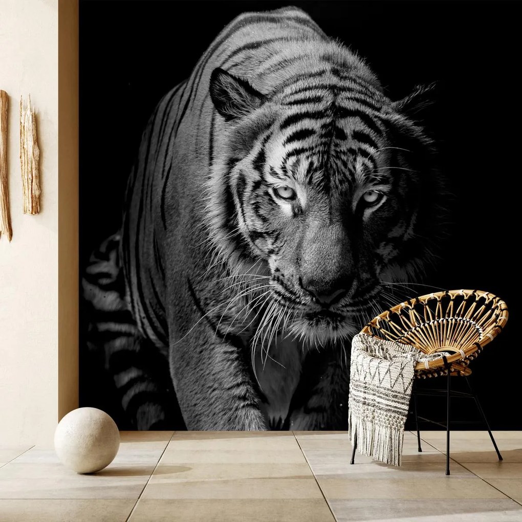 Fototapet - Tigru (147x102 cm)