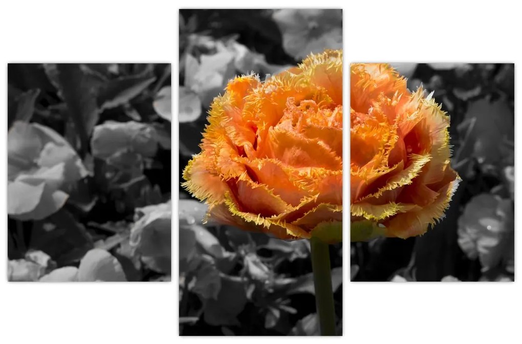 Tablou cu floare (90x60 cm)