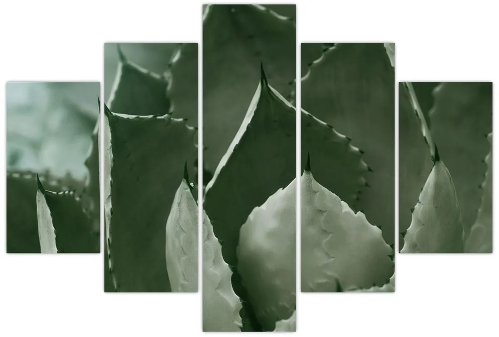 Tablou - Agave verde (150x105 cm)