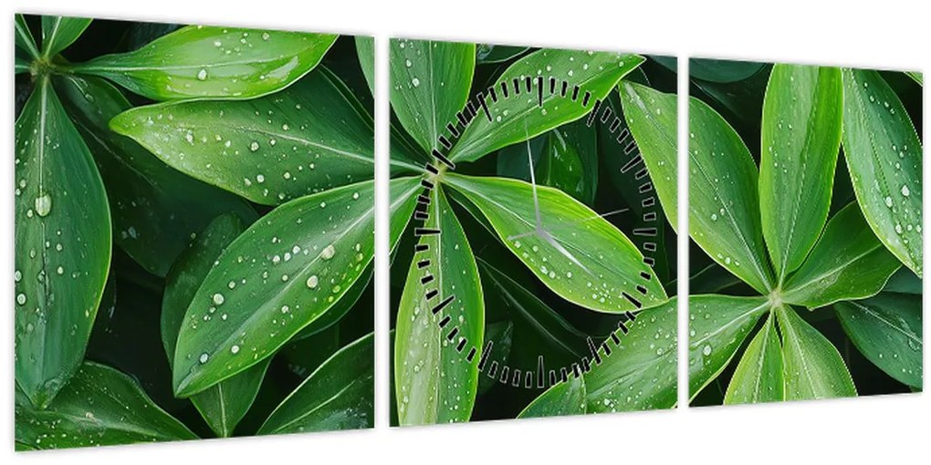 Tablou - Frunze cu picături de rouă (cu ceas) (90x30 cm)