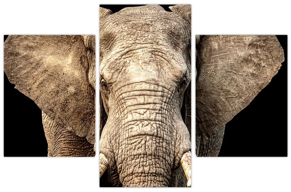 Tablou - Elefant african (90x60 cm)