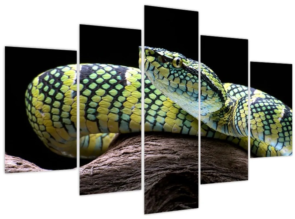 Tablou - Șarpele cu clopoței al lui Wagler (150x105 cm)