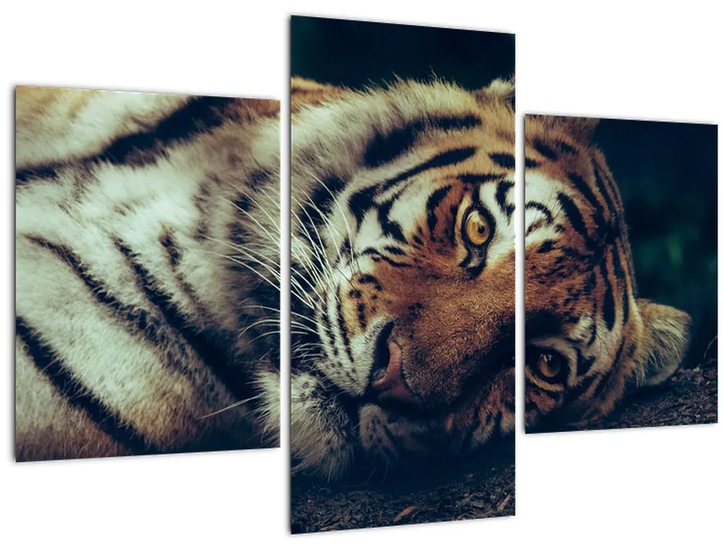 Tablou - Tigrul Siberian (90x60 cm)