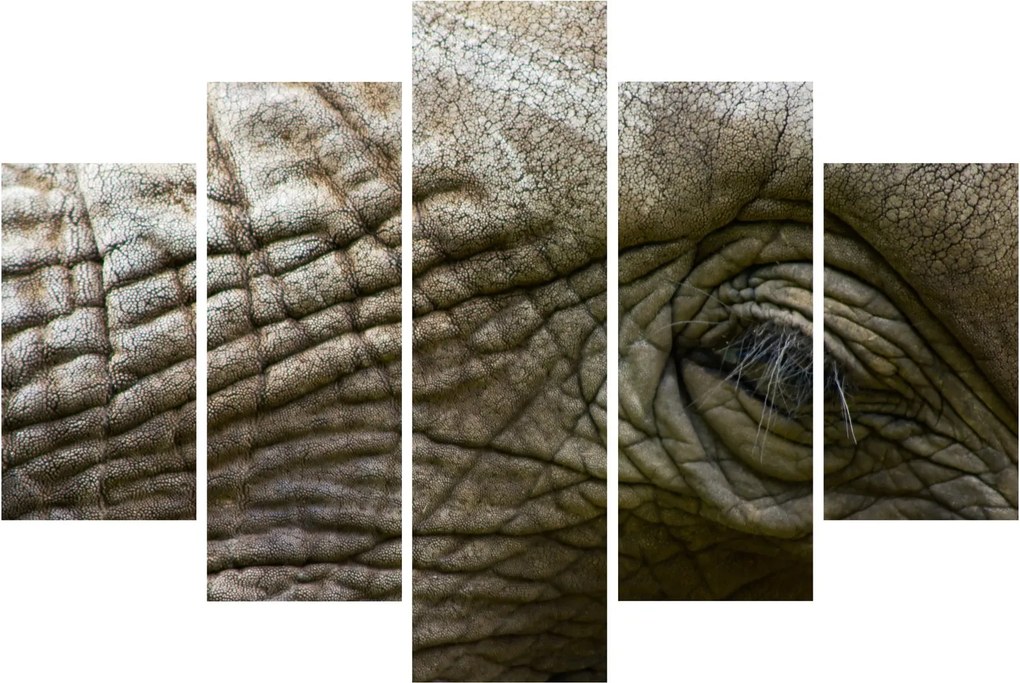 Tablou - Prim-planul ochiului de elefant vechi (150x105 cm)