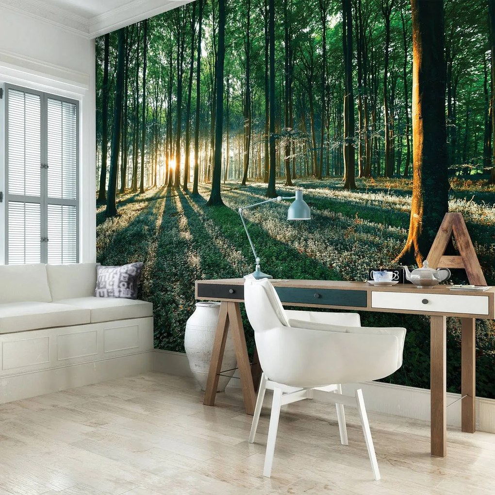 Fototapet - Pădure (152,5x104 cm)