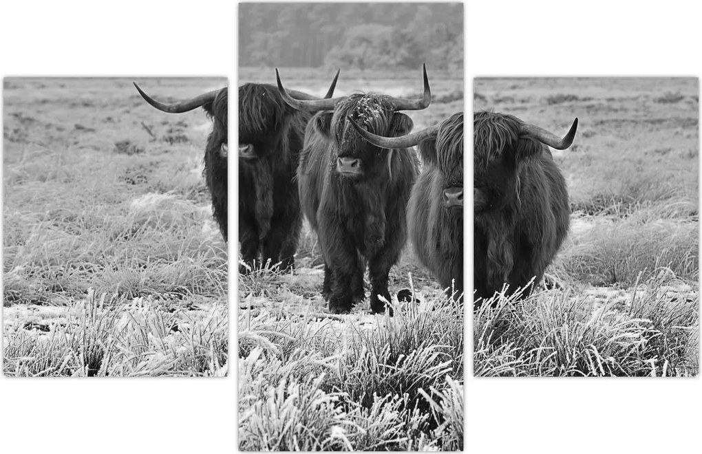Tablou - Vaci scoțiene (90x60 cm)