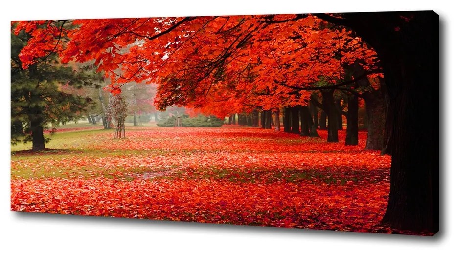 Tablou pe pânză canvas Copaci în toamna
