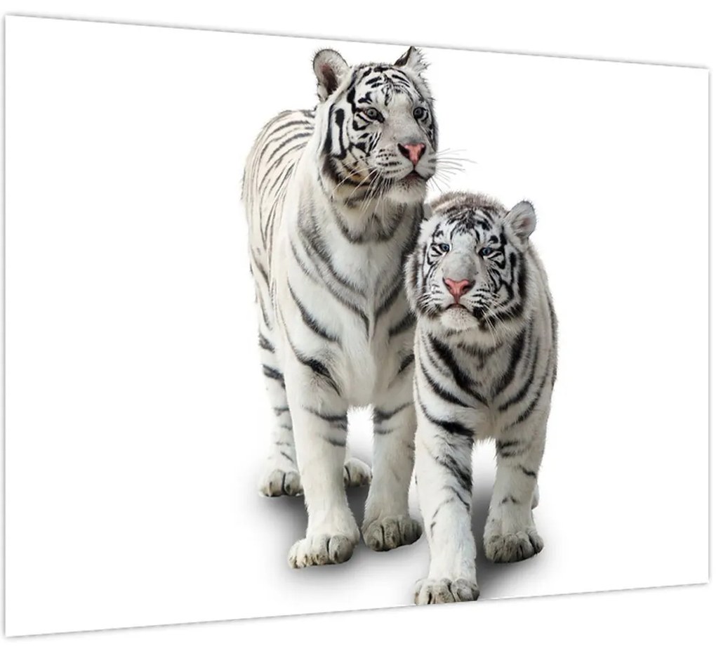 Tablou - Tigrul alb (70x50 cm)