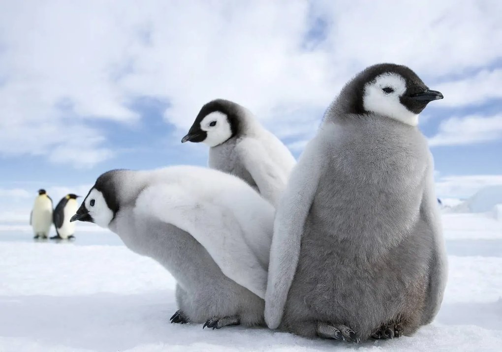 Fototapet - Pinguini (152,5x104 cm)