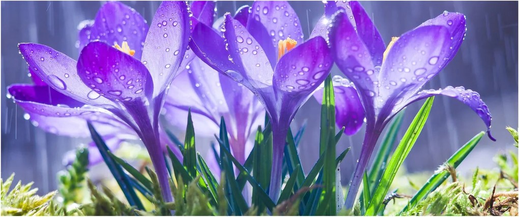 Tablou cuflori în ploaie (120x50 cm)